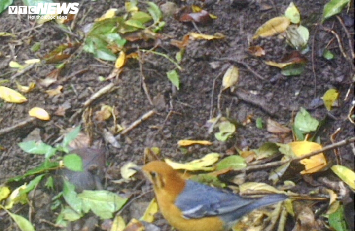 Ảnh: Những loài thú quý hiếm có nguy cơ tuyệt chủng ở Vườn Quốc gia Chư Yang Sin - 8