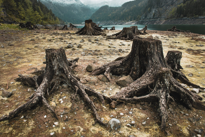 5 sự kiện tuyệt chủng từng hủy diệt thế giới, sự kiện thứ 6 đang diễn ra? - 2