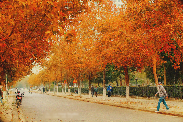 Sự thật con đường phong lá đỏ đẹp như Hàn Quốc ở Hà Nội - 2