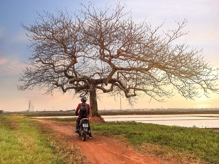 Chill cùng cây bàng cô đơn ở ngoại thành Hà Nội, lên ảnh đẹp đến 'rụng rời' - 3