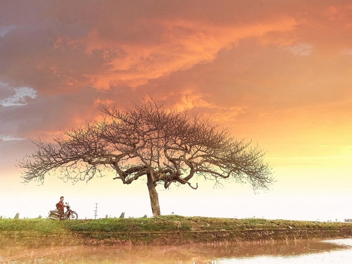 Chill cùng cây bàng cô đơn ở ngoại thành Hà Nội, lên ảnh đẹp đến 'rụng rời' - 4