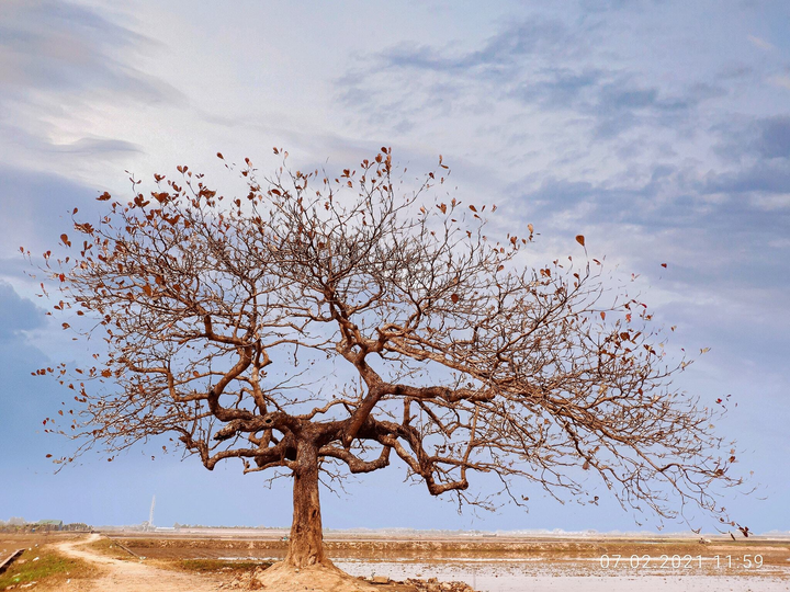 Chill cùng cây bàng cô đơn ở ngoại thành Hà Nội, lên ảnh đẹp đến 'rụng rời' - 5