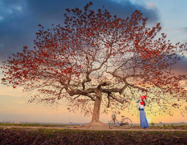 Chill cùng cây bàng cô đơn ở ngoại thành Hà Nội, lên ảnh đẹp đến 'rụng rời' - 1