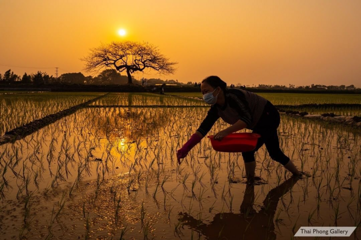 Chill cùng cây bàng cô đơn ở ngoại thành Hà Nội, lên ảnh đẹp đến 'rụng rời' - 9