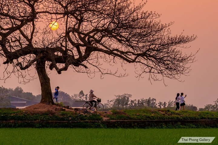 Chill cùng cây bàng cô đơn ở ngoại thành Hà Nội, lên ảnh đẹp đến 'rụng rời' - 7