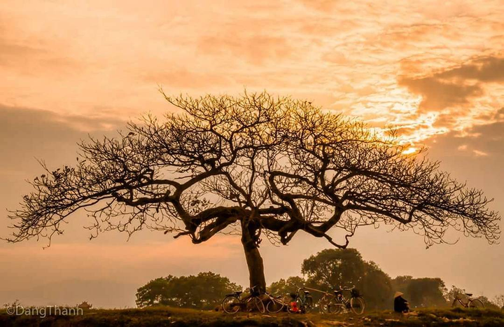 Chill cùng cây bàng cô đơn ở ngoại thành Hà Nội, lên ảnh đẹp đến 'rụng rời' - 8