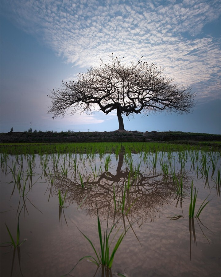 Chill cùng cây bàng cô đơn ở ngoại thành Hà Nội, lên ảnh đẹp đến 'rụng rời' - 6
