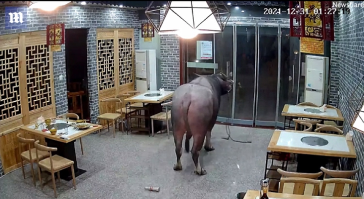 Trâu 'điên' lao vào nhà hàng, húc tung thực khách lên không - 4