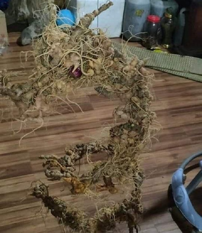 168 củ sâm Ngọc Linh được ghép thành hình rồng, giá gần 500 triệu đồng - 2