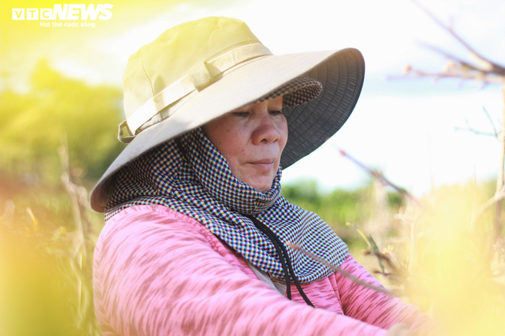 Ảnh: Nhà vườn trồng mai Gia Lai tất bật tuốt lá, đếm từng ngày chờ Tết - 8