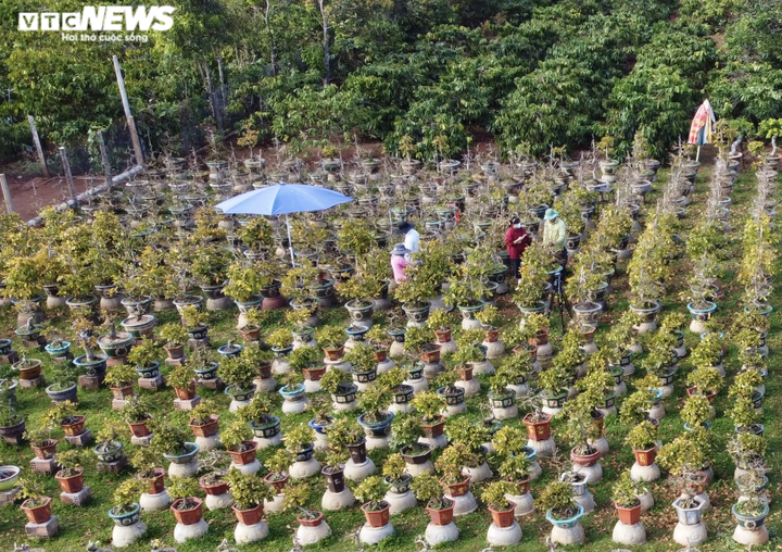 Ảnh: Nhà vườn trồng mai Gia Lai tất bật tuốt lá, đếm từng ngày chờ Tết - 11