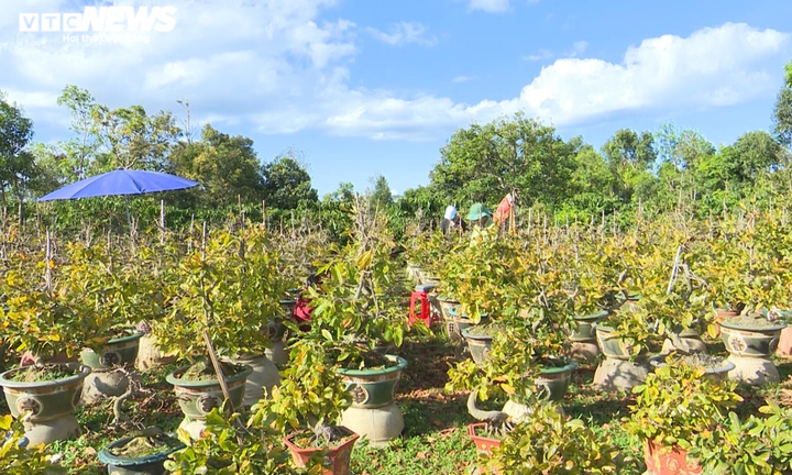 Ảnh: Nhà vườn trồng mai Gia Lai tất bật tuốt lá, đếm từng ngày chờ Tết - 2