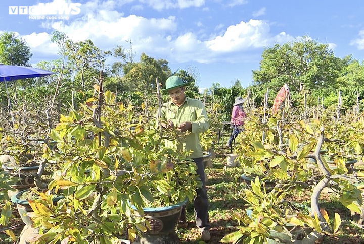 Ảnh: Nhà vườn trồng mai Gia Lai tất bật tuốt lá, đếm từng ngày chờ Tết - 3