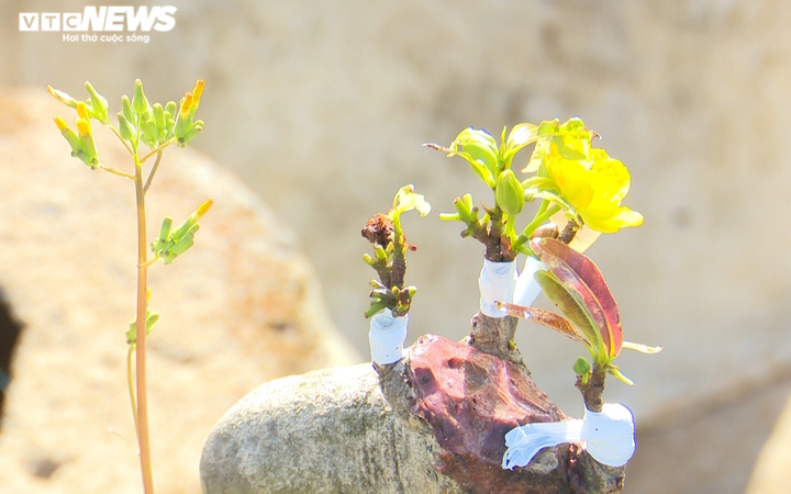 Ảnh: Nhà vườn trồng mai Gia Lai tất bật tuốt lá, đếm từng ngày chờ Tết - 7