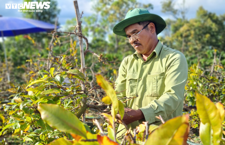 Ảnh: Nhà vườn trồng mai Gia Lai tất bật tuốt lá, đếm từng ngày chờ Tết - 4