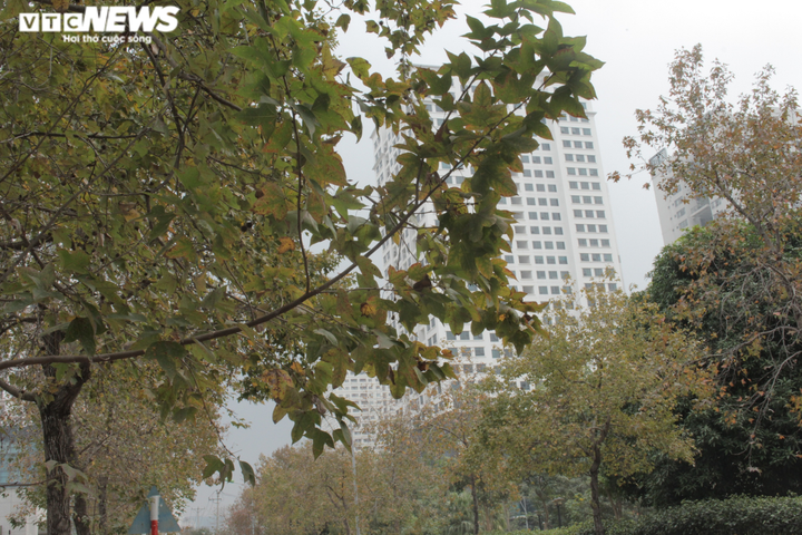 Sự thật con đường phong lá đỏ đẹp như Hàn Quốc ở Hà Nội - 5