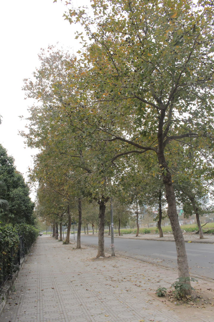 Sự thật con đường phong lá đỏ đẹp như Hàn Quốc ở Hà Nội - 11