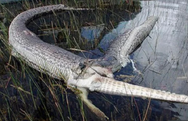 Bị nuốt sống, cá sấu tấn công làm thủng bụng trăn - 1