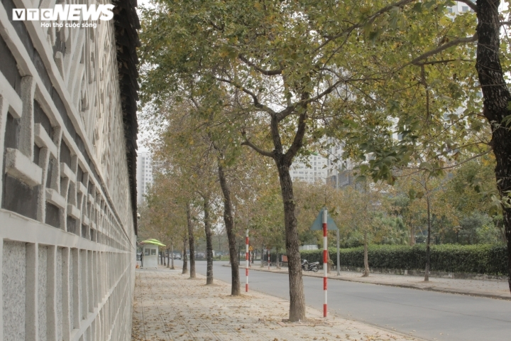 Sự thật con đường phong lá đỏ đẹp như Hàn Quốc ở Hà Nội - 4