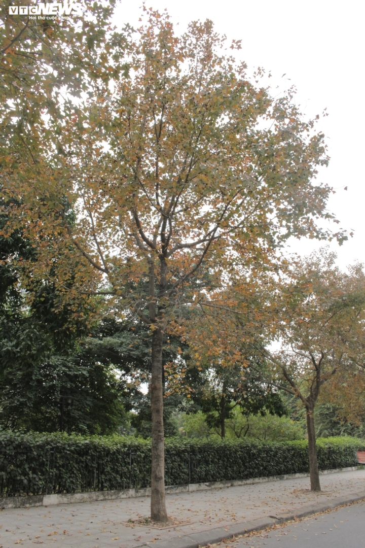 Sự thật con đường phong lá đỏ đẹp như Hàn Quốc ở Hà Nội - 8