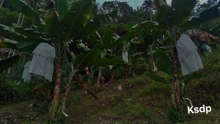 ‘Bóng trắng’ ẩn hiện ở vườn chuối khiến tài xế 'run lẩy bẩy', dân mạng xanh mặt - 5