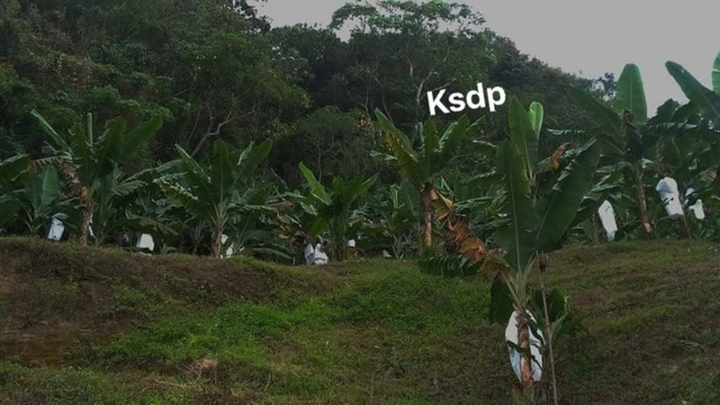 ‘Bóng trắng’ ẩn hiện ở vườn chuối khiến tài xế 'run lẩy bẩy', dân mạng xanh mặt - 2