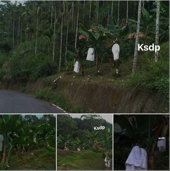 ‘Bóng trắng’ ẩn hiện ở vườn chuối khiến tài xế 'run lẩy bẩy', dân mạng xanh mặt - 1