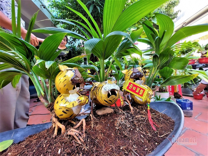 Hổ vằn ôm gốc dừa, bonsai độc giá 3 triệu đồng chơi Tết - 2