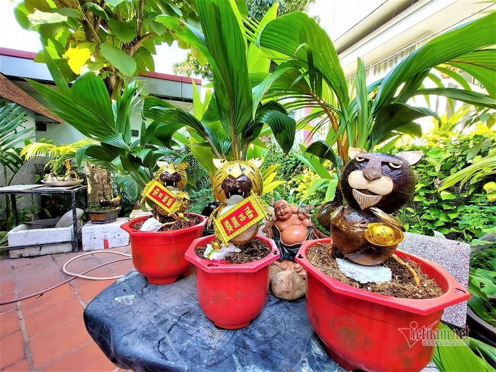 Hổ vằn ôm gốc dừa, bonsai độc giá 3 triệu đồng chơi Tết - 1