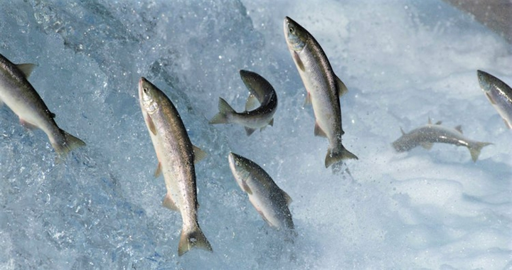 10 loài động vật có những khả năng đáng kinh ngạc - 3