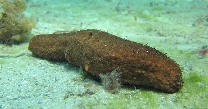 10 loài động vật có những khả năng đáng kinh ngạc - 5