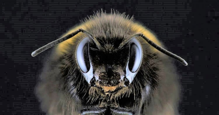 10 loài động vật có những khả năng đáng kinh ngạc - 6