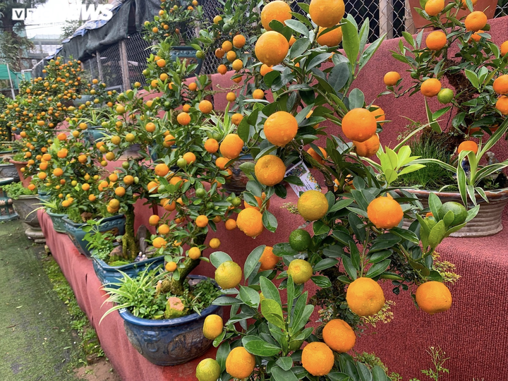 Hàng độc lạ chơi Tết Nhâm Dần: Quất thân siêu to, giá trăm triệu đồng - 5