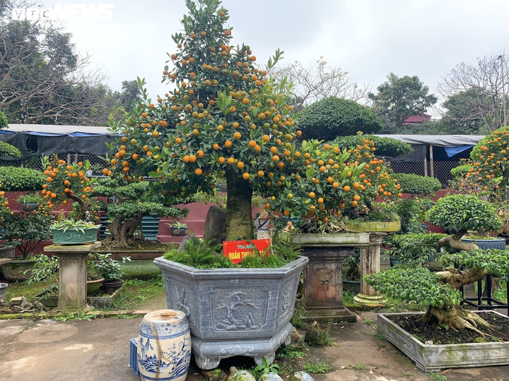 Hàng độc lạ chơi Tết Nhâm Dần: Quất thân siêu to, giá trăm triệu đồng - 3