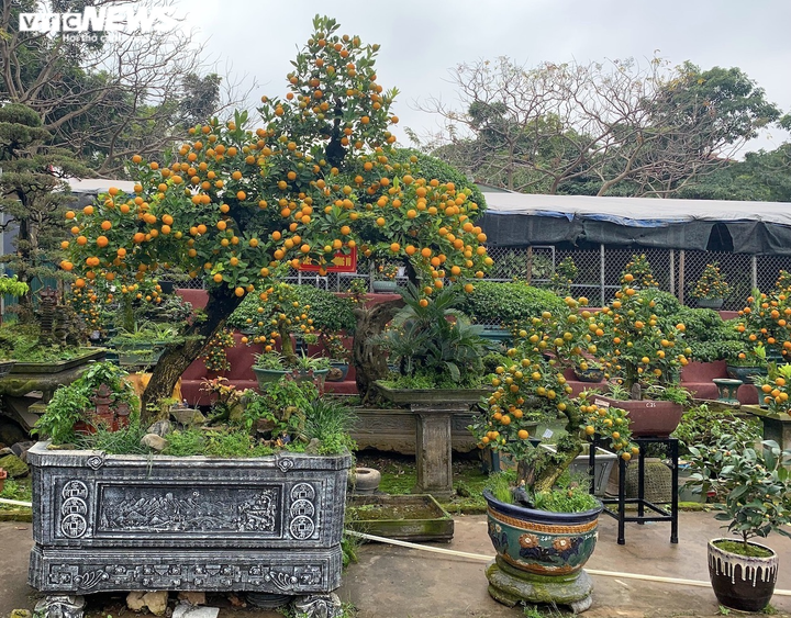 Hàng độc lạ chơi Tết Nhâm Dần: Quất thân siêu to, giá trăm triệu đồng - 2