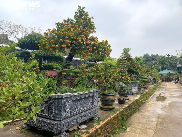 Hàng độc lạ chơi Tết Nhâm Dần: Quất thân siêu to, giá trăm triệu đồng - 4