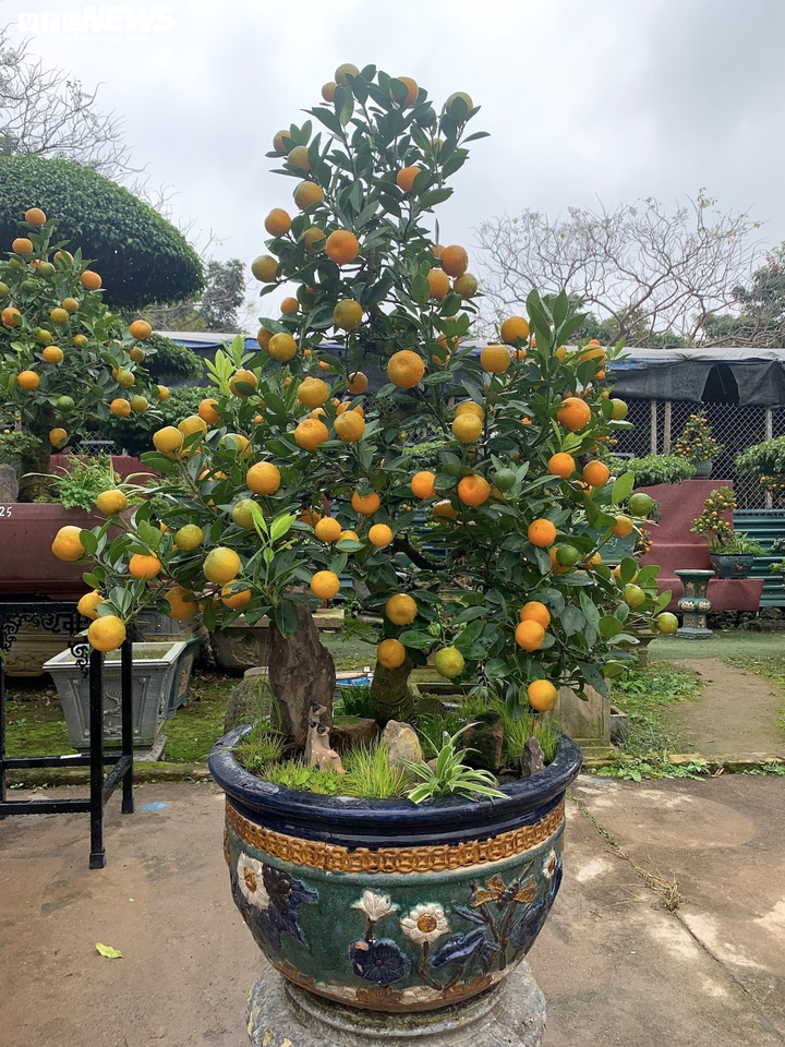 Hàng độc lạ chơi Tết Nhâm Dần: Quất thân siêu to, giá trăm triệu đồng - 13