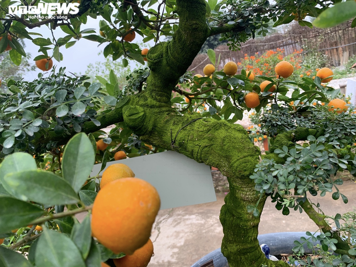 Hàng độc lạ chơi Tết Nhâm Dần: Quất thân siêu to, giá trăm triệu đồng - 14