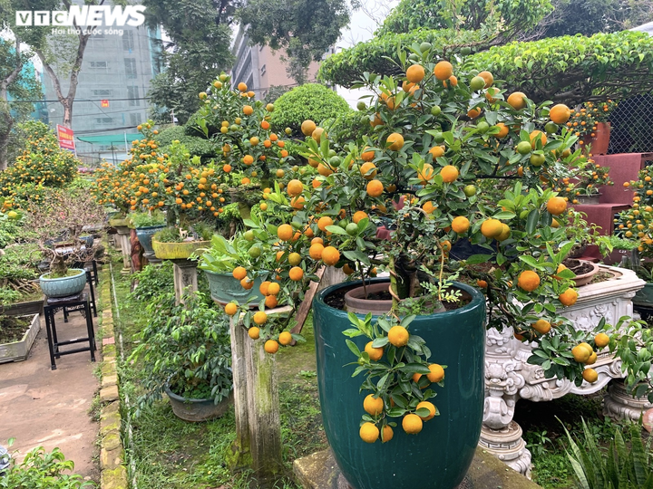 Hàng độc lạ chơi Tết Nhâm Dần: Quất thân siêu to, giá trăm triệu đồng - 15