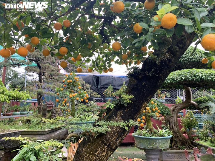 Hàng độc lạ chơi Tết Nhâm Dần: Quất thân siêu to, giá trăm triệu đồng - 9