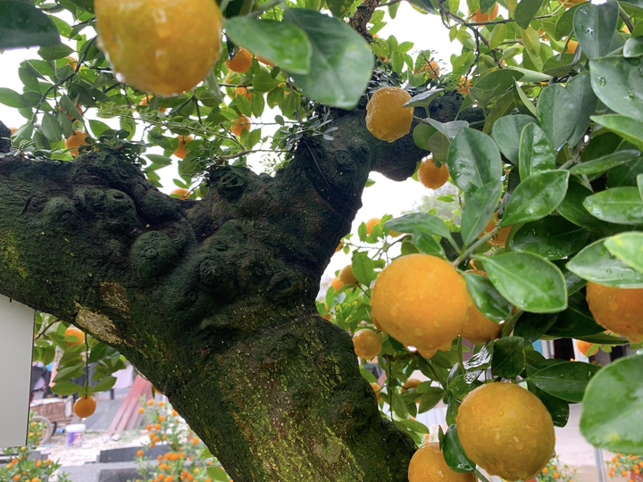 Hàng độc lạ chơi Tết Nhâm Dần: Quất thân siêu to, giá trăm triệu đồng - 12