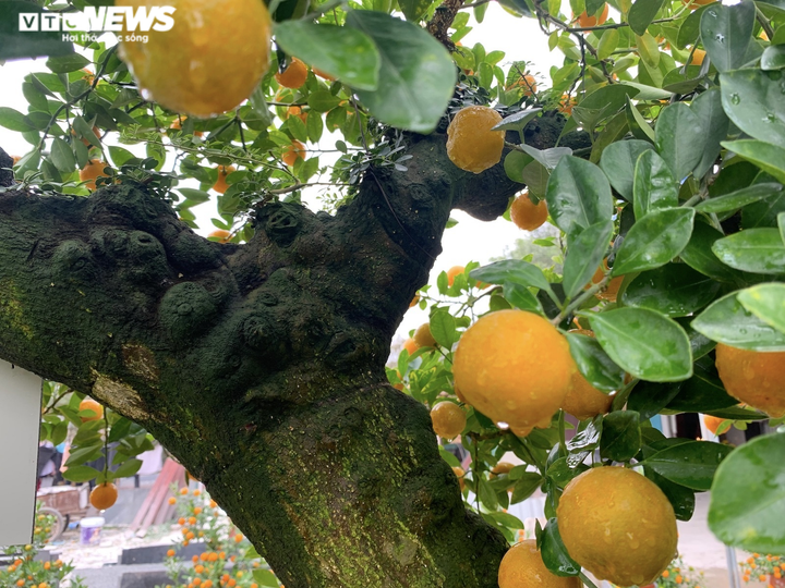Hàng độc lạ chơi Tết Nhâm Dần: Quất thân siêu to, giá trăm triệu đồng - 7
