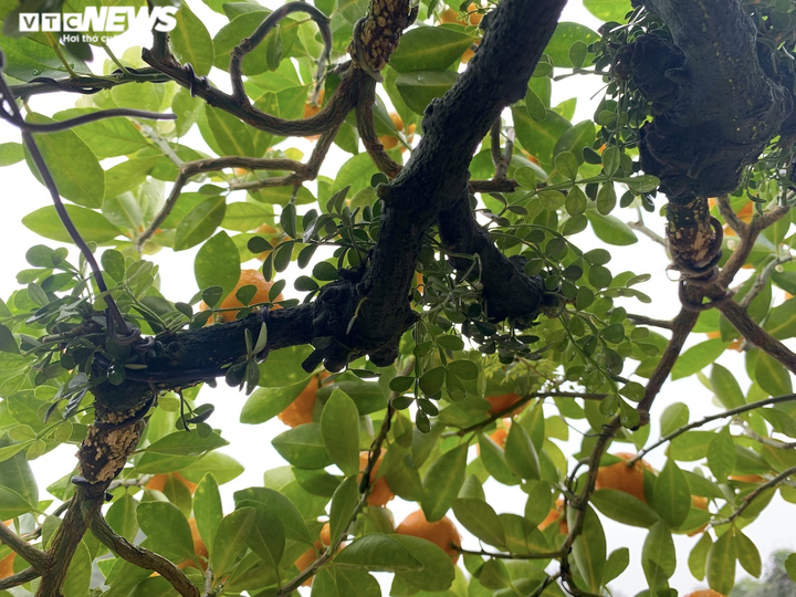 Hàng độc lạ chơi Tết Nhâm Dần: Quất thân siêu to, giá trăm triệu đồng - 6