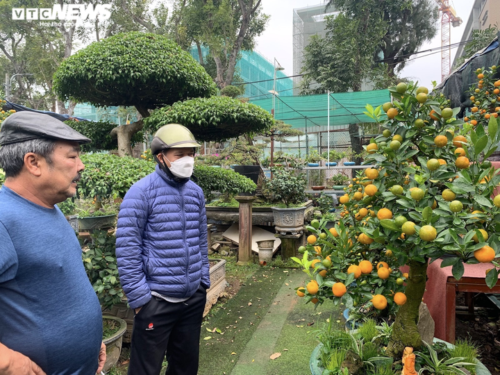 Hàng độc lạ chơi Tết Nhâm Dần: Quất thân siêu to, giá trăm triệu đồng - 11