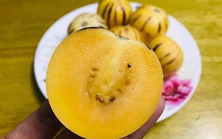 Loại dưa vàng ươm, khi ăn lột vỏ như chuối được giới sành ăn 'săn lùng' - 3