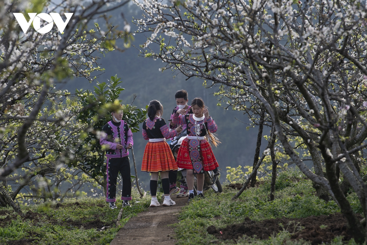 Ảnh: Độc đáo Tết truyền thống của đồng bào Mông ở Mộc Châu - 10