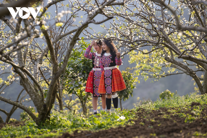 Ảnh: Độc đáo Tết truyền thống của đồng bào Mông ở Mộc Châu - 11