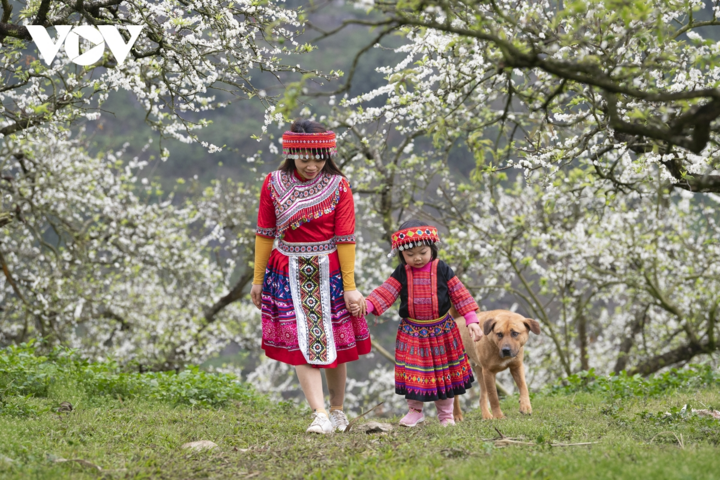 Ảnh: Độc đáo Tết truyền thống của đồng bào Mông ở Mộc Châu - 2