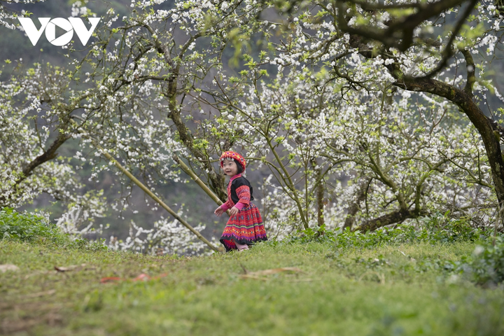 Ảnh: Độc đáo Tết truyền thống của đồng bào Mông ở Mộc Châu - 4