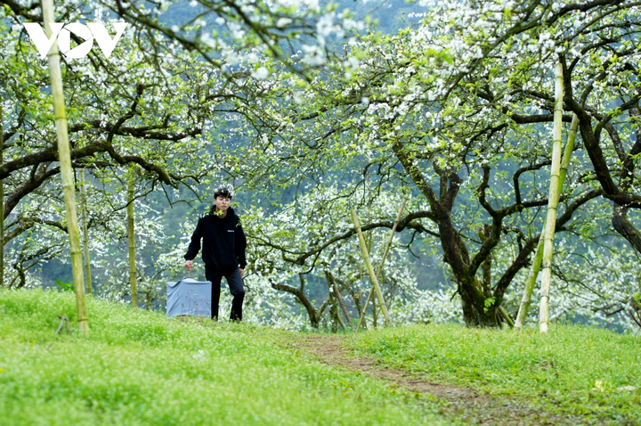 Ảnh: Độc đáo Tết truyền thống của đồng bào Mông ở Mộc Châu - 12